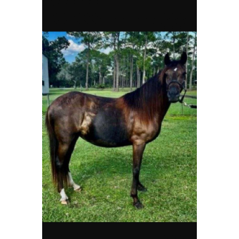 MISSING Horse - Coya