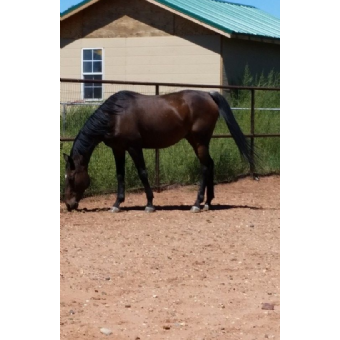 FOUND Thoroughbred Horse