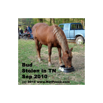 STOLEN Horse - Bud