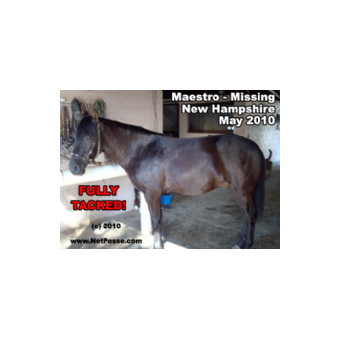 MISSING Horse - Pyrianos Maestro