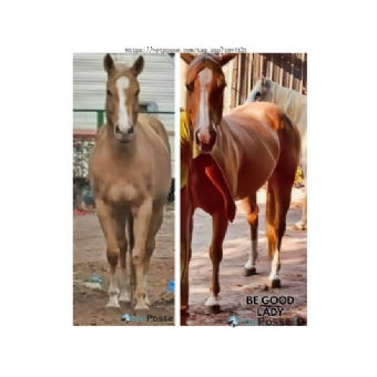 STOLEN Horse - Be Good Lady