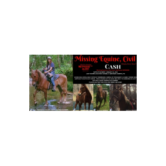 MISSING Horse - He’s puttin on the cash 