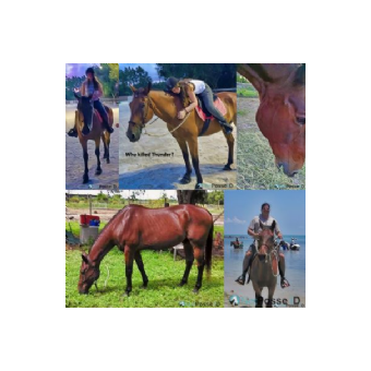 HORSE CRUELTY - Thunder