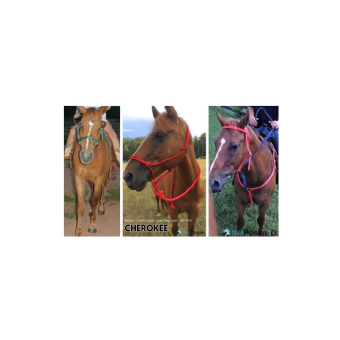 MISSING Horse - CHEROKEE