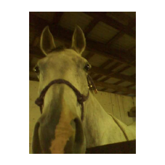 MISSING Horse - Toledo