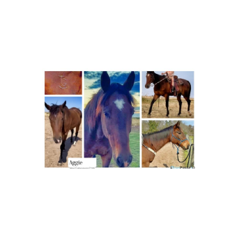 HORSE HISTORY - Aggie