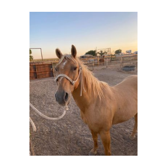 HORSE CRUELTY - Nugget also known as Pal 