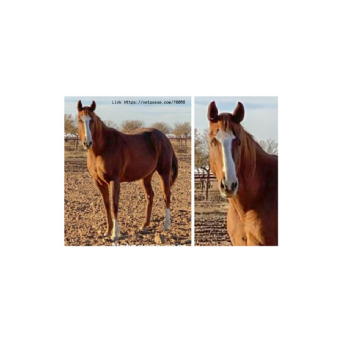HORSE CRUELTY - Willabegone