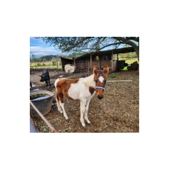 SEARCHING FOR Horse - Maverick