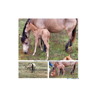 MISSING Horse - Tinkerbell's Baby