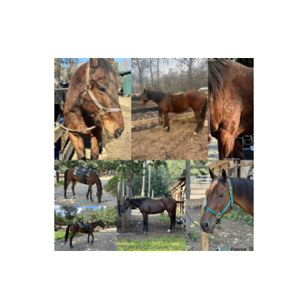 MISSING Horse - Dinero