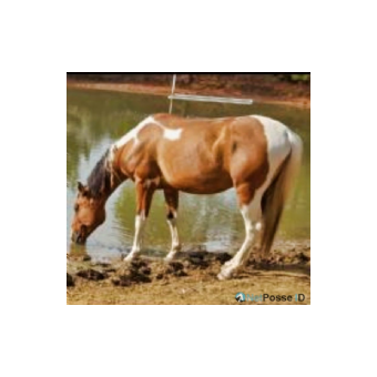 MISSING Horse - BEN BEN