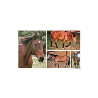 SEARCHING FOR Horse - Duke