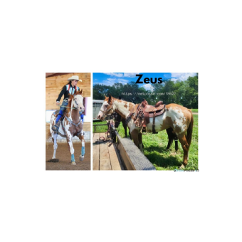 SEARCHING FOR Horse - Zeus aka Lights Southern Blues 