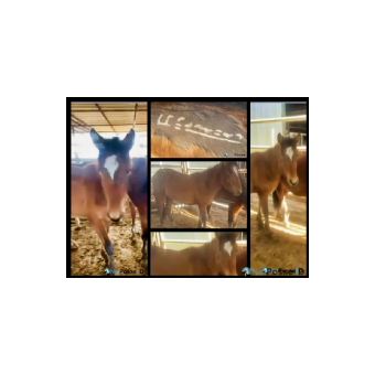 MISSING Horse - Honey 