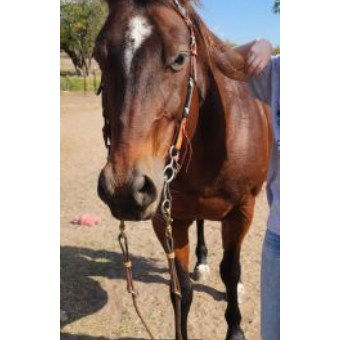 RECOVERED Horse - JLC Annie Bueno Chex (aka Lady)
