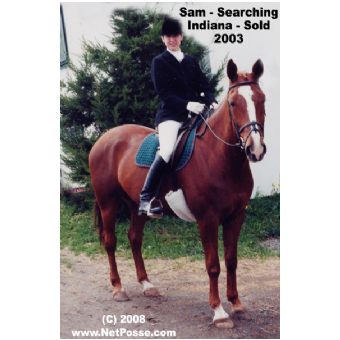 MISSING Horse - Quicksam