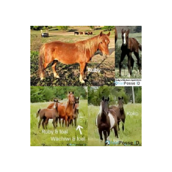 SEARCHING FOR Horse - Ruby and Filly