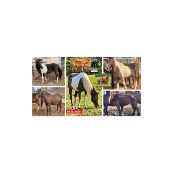 SEARCHING FOR Horse - Joey