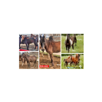 SEARCHING FOR Horse - Koko