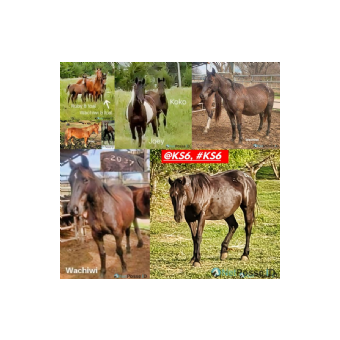 SEARCHING FOR Horse - Wachiwi