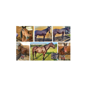 STOLEN Horse - Gratian Hanover aka Baby Grat