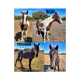 RECOVERED Horse - Trigger 