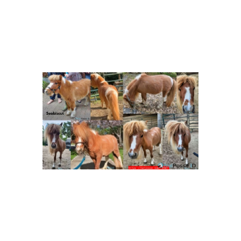 MISSING Horse - Seabiscut