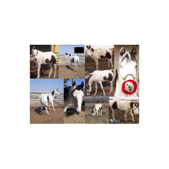 MISSING Horse - Kamali 