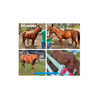 MISSING Horse - Big Mama