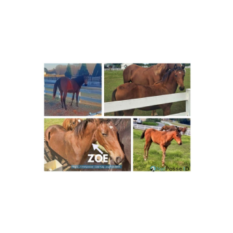 MISSING Horse - Zoe