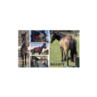 MISSING Horse - Bullseye