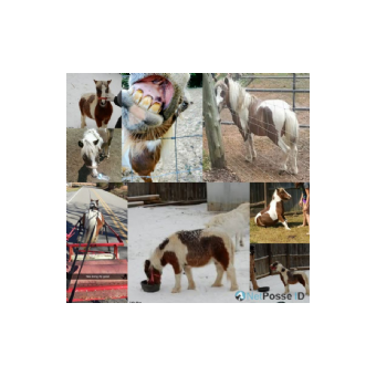 MISSING Horse - Little Man