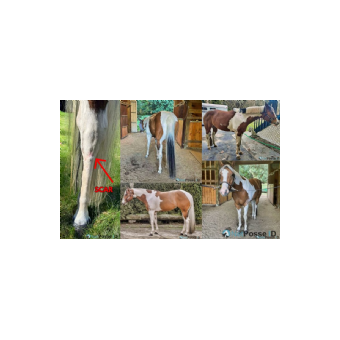 RECOVERED Horse - Eclipse