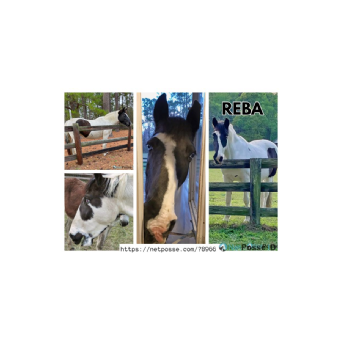 HORSE CRUELTY - Reba