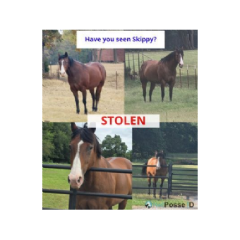 STOLEN Horse - Skippy 