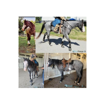 MISSING Horse - Storm