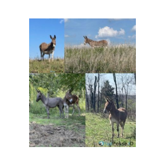 STOLEN Donkey - Hannah