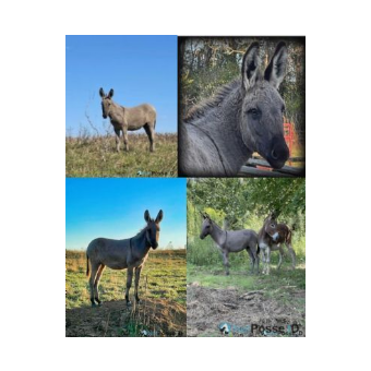 STOLEN Donkey - Peanut