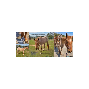 STOLEN Horse -  DJ ROWDY JEWELS BABY aka Bird 