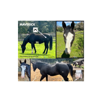STOLEN Horse - Maverick
