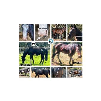 STOLEN Horse - Ranger