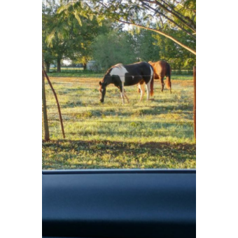 STOLEN Horse - Hope