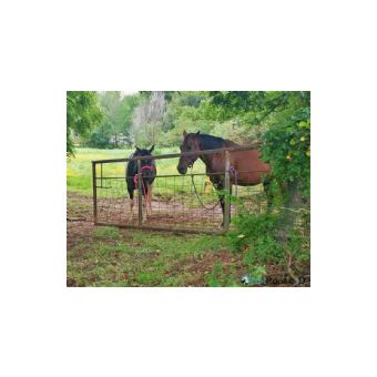 STOLEN Horse - Rainy Remedy