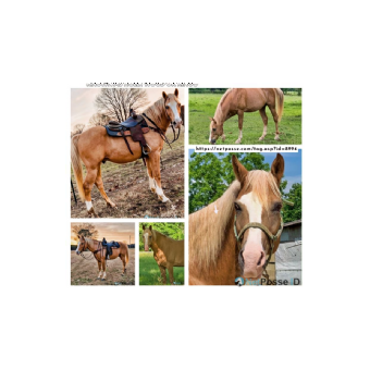 SEARCHING FOR Horse - Hollywood or Ringo