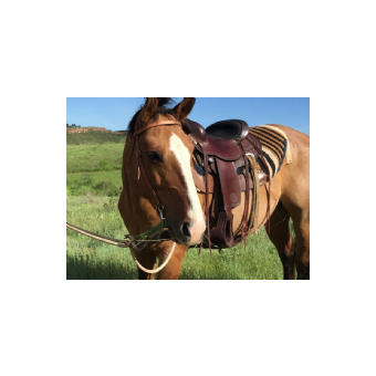 RECOVERED Horse - Maggie 