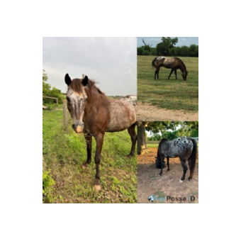 RECOVERED Horse - Shadow