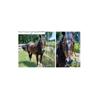 MISSING Horse - Angel-Morgan horse