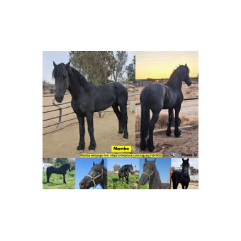 STOLEN Horse - Oscar J AKA Mamba