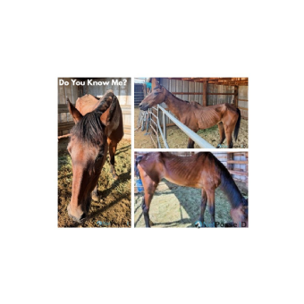 FOUND Standardbred Horse
